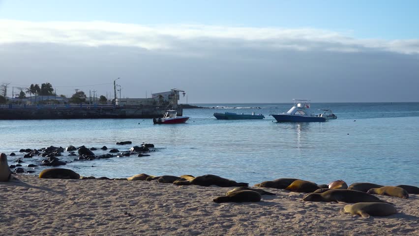 Sleeping sea lions on beach with yachts and ships in harbour.