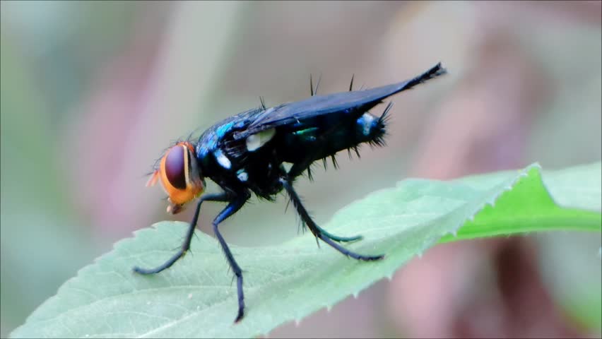Close up of iridescent blue bottle fly perched on vibrant green plant leaf