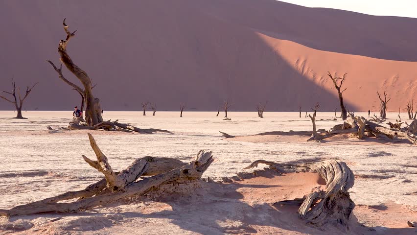 Dry dead trees, desert sand dunes, arid landscape, African scenery.