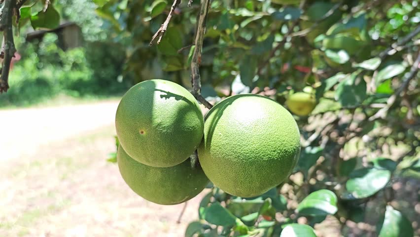 Close-up of green pomelo fruits hanging on a tree branch.