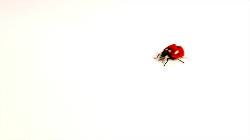 Red Ladybugs on white background