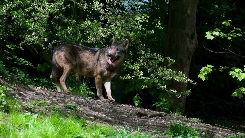 A wild Eurasian wolf stands on a rocky, dirt path licking its snout near green bushes with white flowers