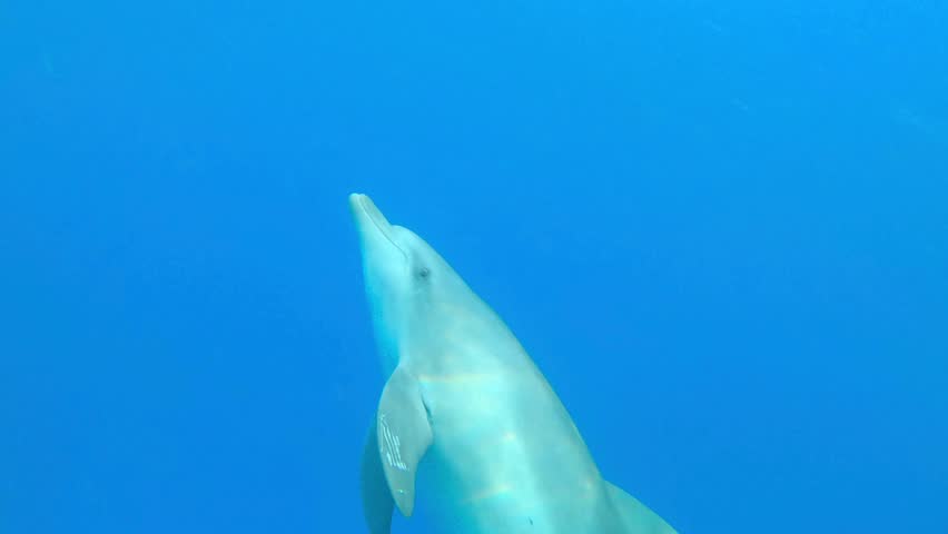 An underwater low-angle shot captures a bottlenose dolphin swimming gracefully through clear blue water beneath the sunlit ocean surface