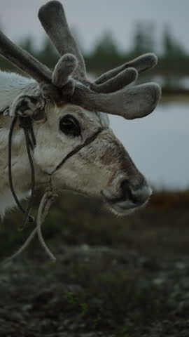 Close-up portrait of a domesticated reindeer with velvet antlers and halter, standing on tundra near water at dusk. Nordic Arctic wildlife and herding concept.