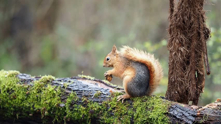 A fluffy red squirrel sits on a mossy log in a forest, holding and nibbling on a small nut or pine cone