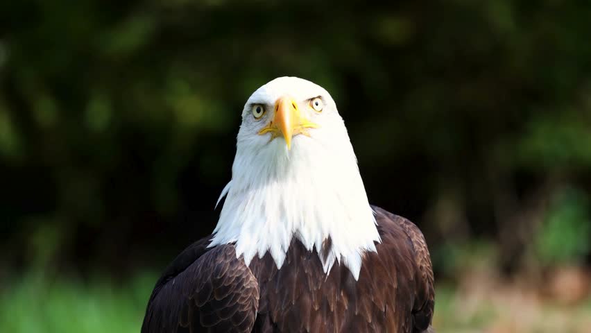 A close-up profile shot captures a majestic bald eagle looking intently to the right against a dark blurred forest background.