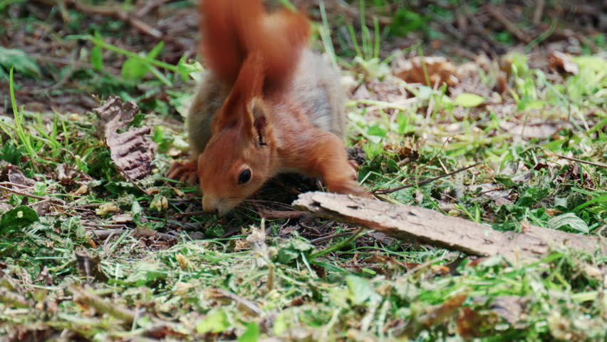 Fast moving red squirrel running across grass and soil covered with leaves and small plants