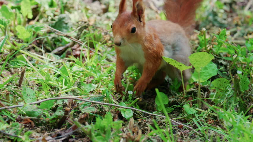 Fast moving red squirrel running across grass and soil covered with leaves and small plants
