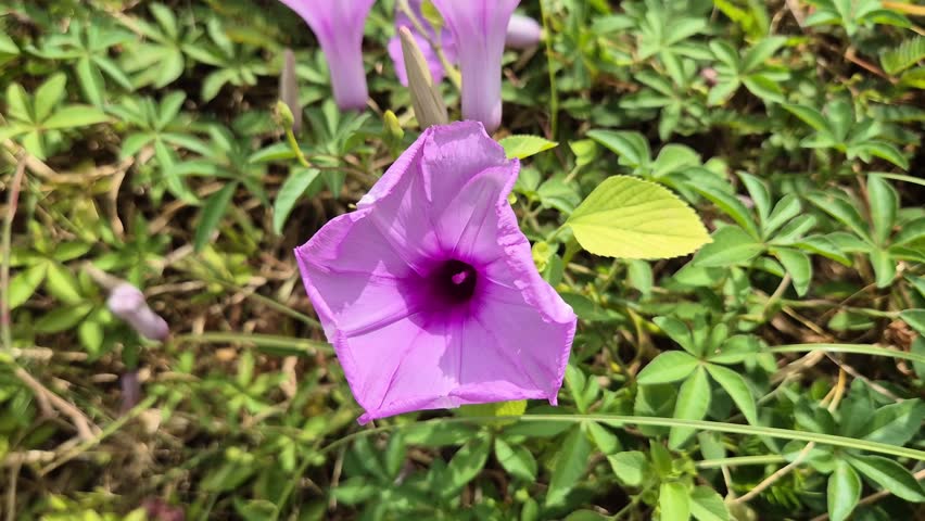 Beautiful Purple Wild Morning Glory Flowers Blooming in Green Foliage