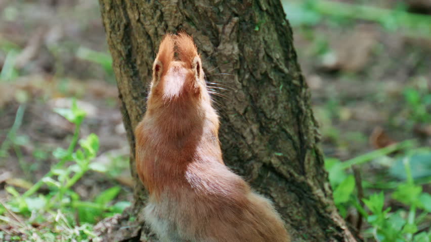 Close up of a squirrel gripping a tree trunk while climbing upward