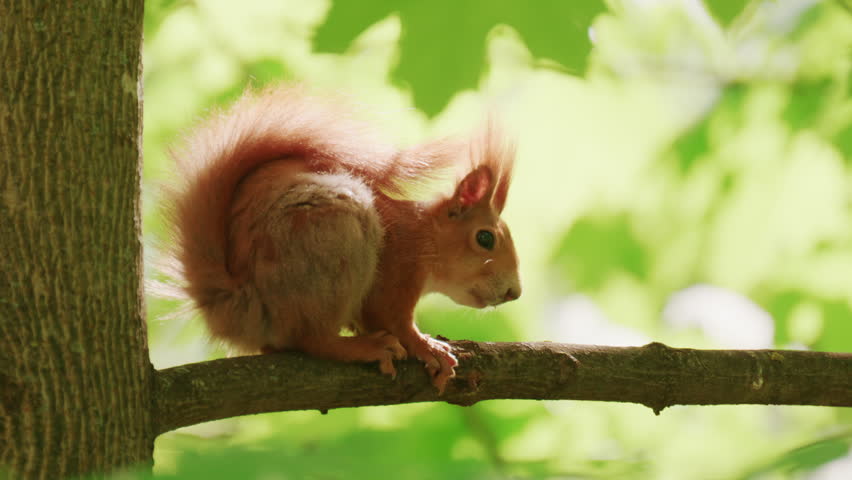 Squirrel sitting on a tree branch while eating