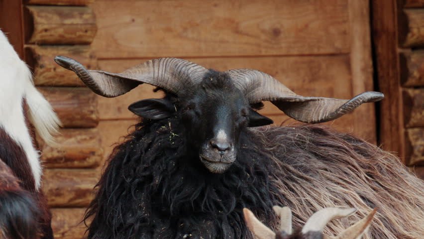 Close up of a black sheep with large curved horns and thick wool coat, standing in front of a wooden structure