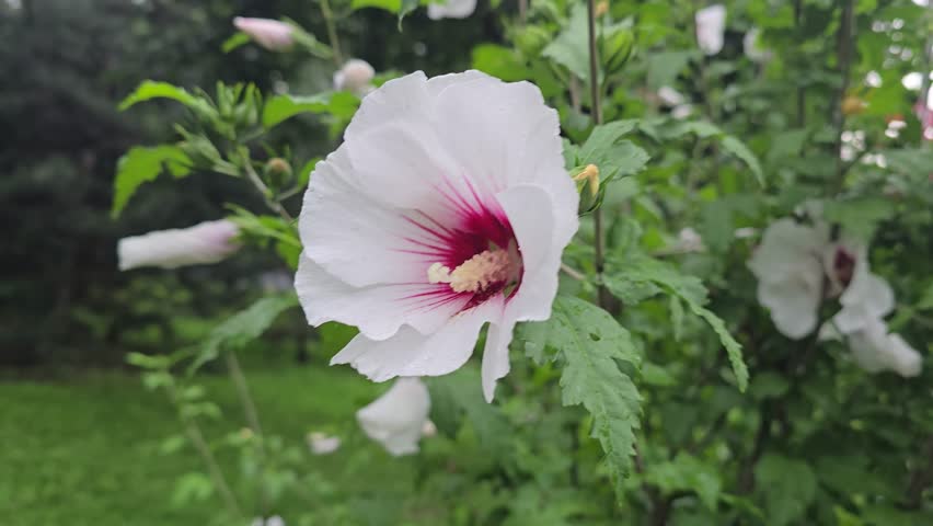 A close-up of a hibiscus flower with raindrops on its petals. The green foliage creates a natural backdrop. This video is suitable for themes such as nature, botany, gardening, floristry, and ecology.