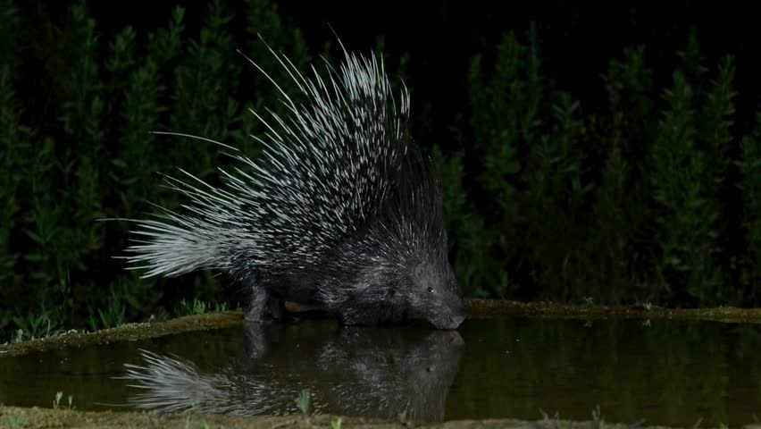 Crested porcupine drinking from water source at night with reflection.