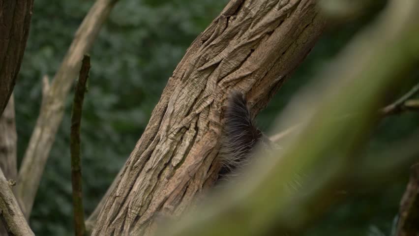 North American porcupine climbing on a thick tree trunk outdoors.
