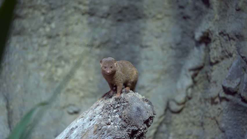 A small dwarf mongoose perches attentively atop a wooden log.