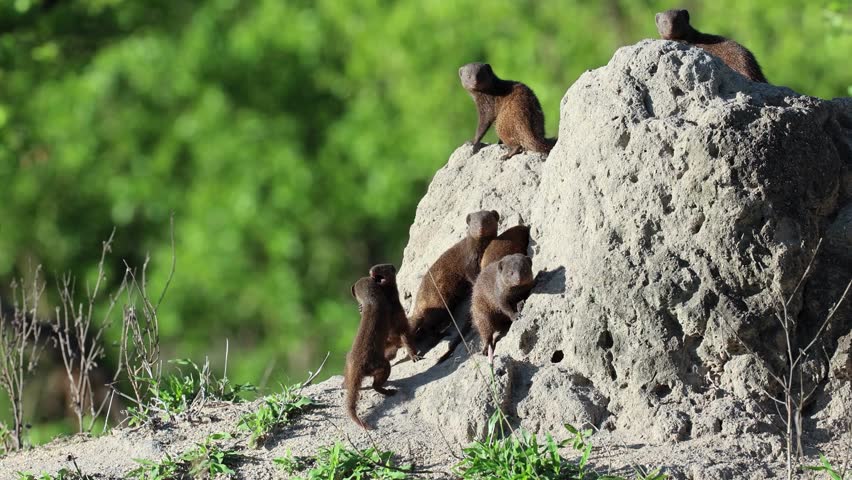 A pack of dwarf mongooses climbs and plays on a termite mound.
