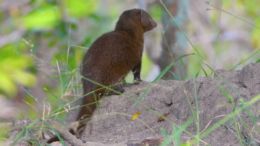 A brown dwarf mongoose stands attentively atop a dirt mound.