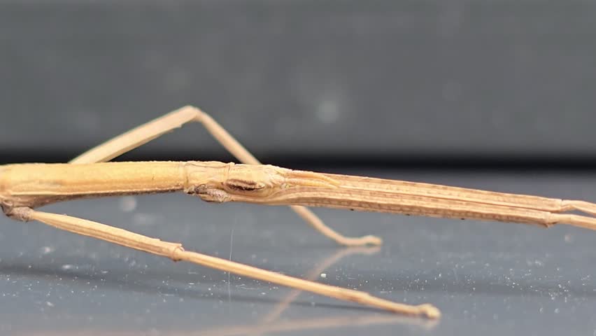 Extreme macro close-up of a stick insect head showing detailed eyes and front legs.