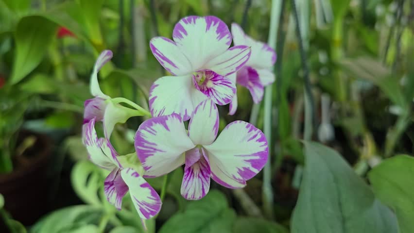 Close-up of a blooming Dendrobium Enobi Purple 