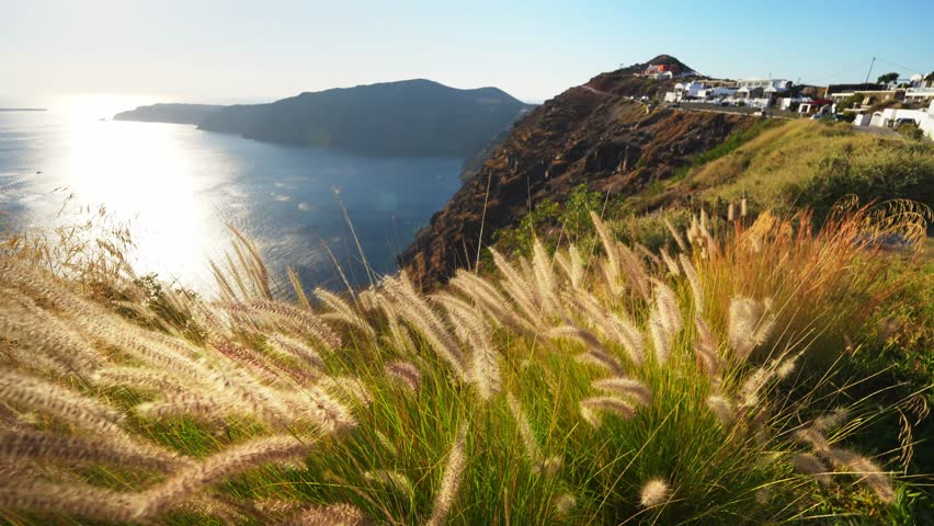 Beautiful sunset at Santorini island, Greece. Plants swaying in the light wind. Panoramic view of the island. Travel and summer vacation concept. 
