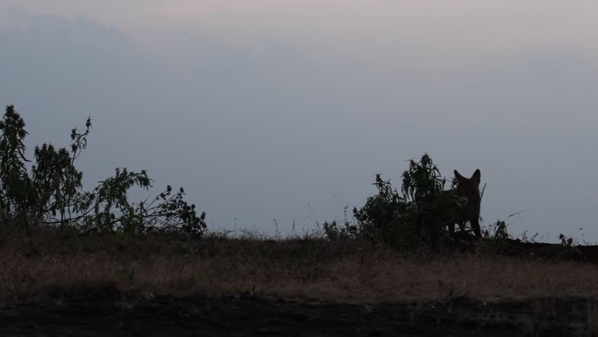 Silhouette of a wild Bengal fox standing on a plateau ridge at dusk.