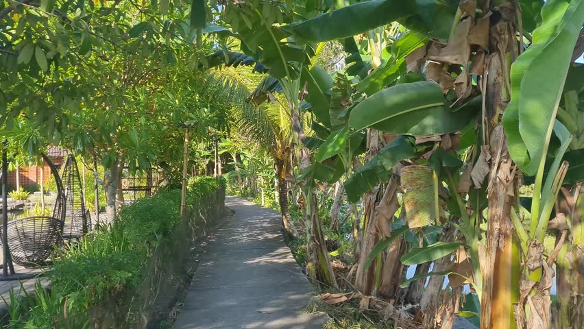 Scenic walkway in a lush tropical garden with banana trees and a wicker chair. Perfect for travel or resort themes.