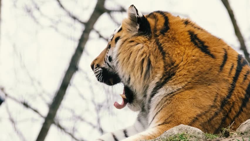 A side profile of a Siberian tiger yawning widely with its mouth open, revealing sharp teeth and tongue. Showcasing thick fur and bold black stripes, this image highlights raw wildlife beauty and power.