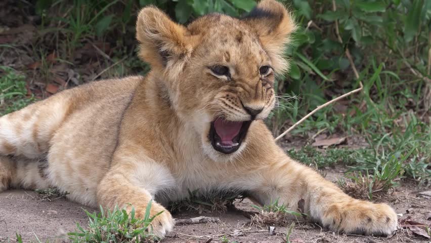 A close-up portrait of a young lion cub lying on the ground outdoors, opening its mouth wide to yawn or roar.