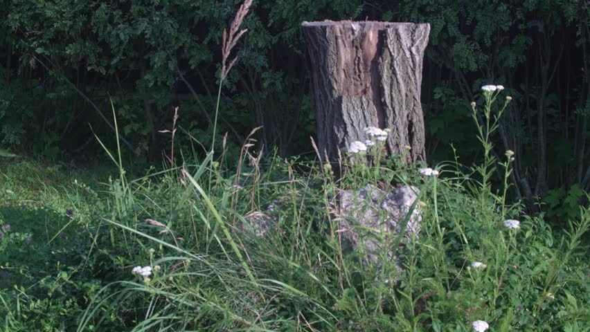 Weathered Tree Stump in Overgrown Backyard With Wildflowers, Tall Grass and Summer Nature Scene