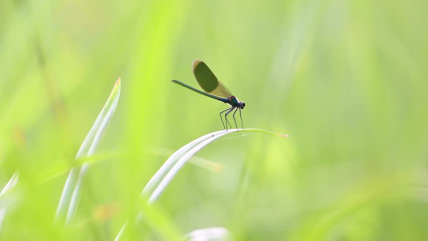 Male Banded demoiselle on the hunt flying off and returning from its observation post on a leaf of Hemerocalle before taking off. Calopteryx splendens, Hemerocallis sp, région Centre, France, Europe