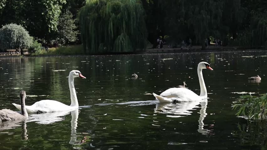 Mute swan family swimming peacefully across a calm lake with a cygnet in a natural wildlife scene surrounded by other waterfowl.