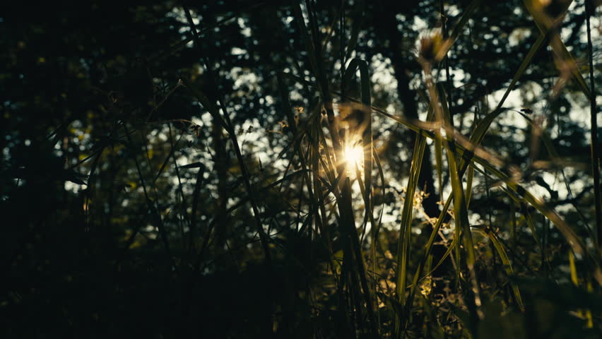 Low angle view of tall wild grass with the setting sun flaring through stems and leaves in a shaded Norwegian thicket.