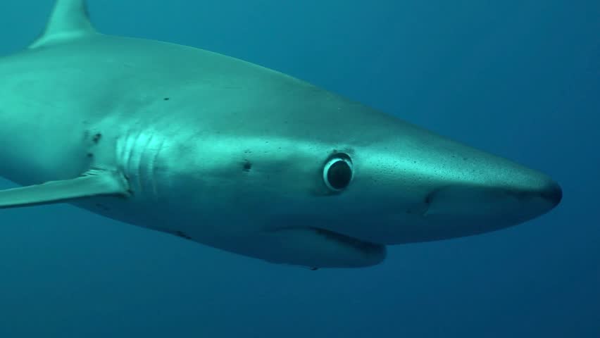A large blue shark swims through deep blue open ocean water approaching a tiny piece of floating ocean debris