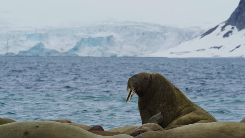 A large walrus rests on a rocky arctic shore with cold ocean waters and massive blue glaciers towering in the background