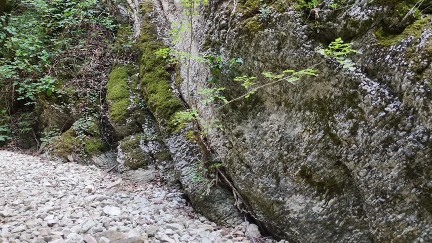 A dirt and stony path winds through a forest, next to a moss-covered rock face.