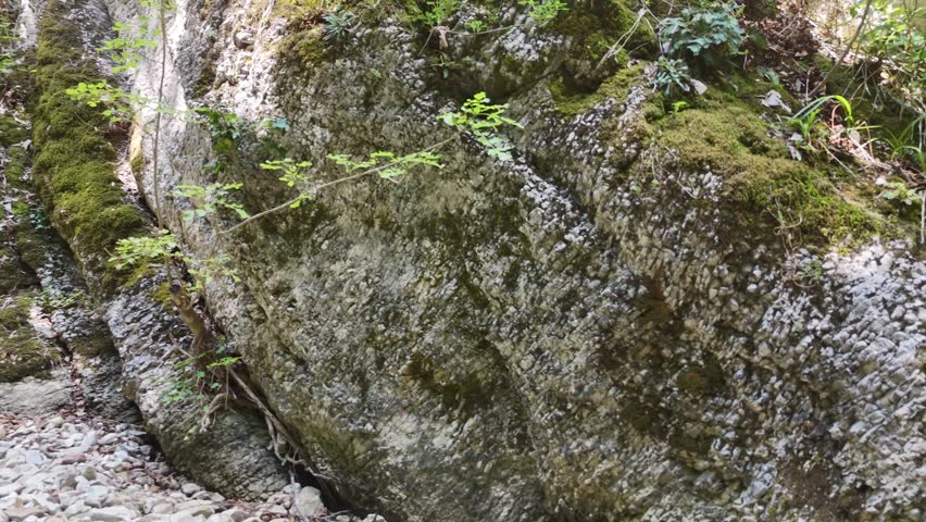 A dirt and stony path winds through a forest, next to a moss-covered rock face.