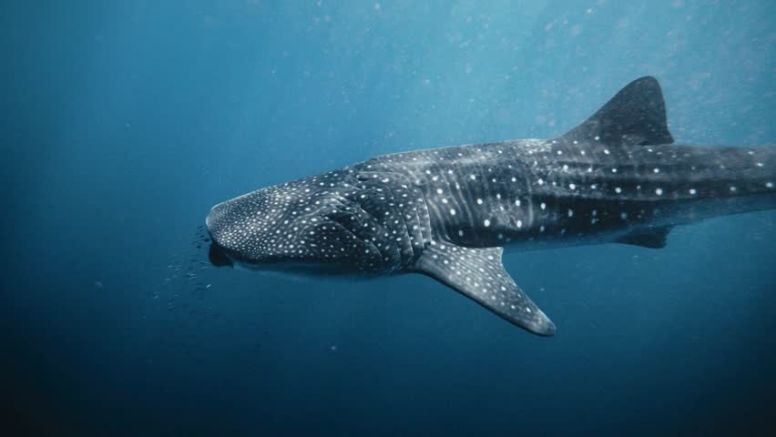 Massive whale shark swimming gracefully in deep blue ocean water while filter feeding on small fish, slow motion underwater video