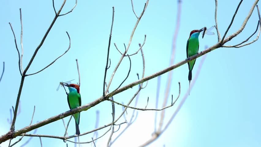 Two wild blue throated bee-eater birds perched on a bare tree branch holding caught dragonflies in their beaks against a clear blue sky background with copy space.