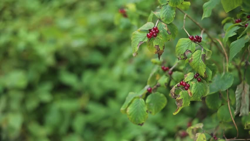Wild poisonous red berries appear on a green plant in a natural environment.