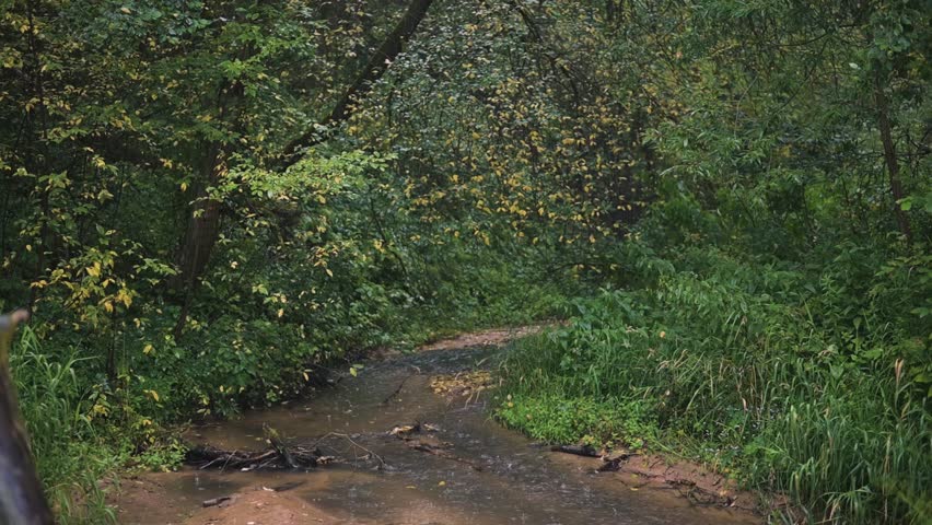 A stream flows gently through a dense forest filled with green foliage. The setting features trees and plants around the water, creating a natural environment.