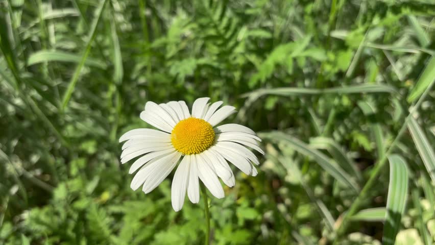 Chamomile flower close-up. Delicate white petals and a bright yellow core sway in the light breeze. The perfect natural background to create a relaxing atmosphere.