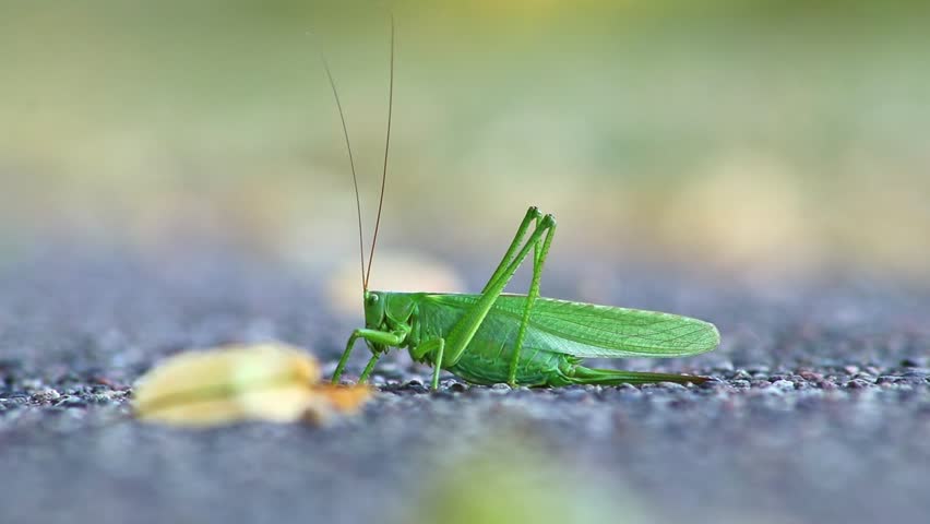 Big green grasshopper or large green hay horse in extreme close-up on ground shows dangerous pest insects repellant or edible insects as sustainable food proteins.Flying grasshopper portrait on floor.