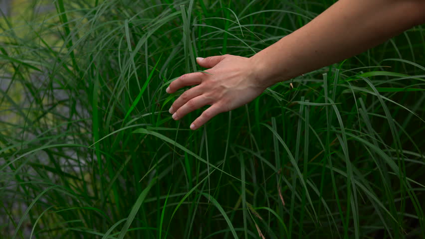 Adult hand moving through dense tall green grass outdoors in soft natural daylight, close framing, shallow focus, creating calm organic mood among layered foliage