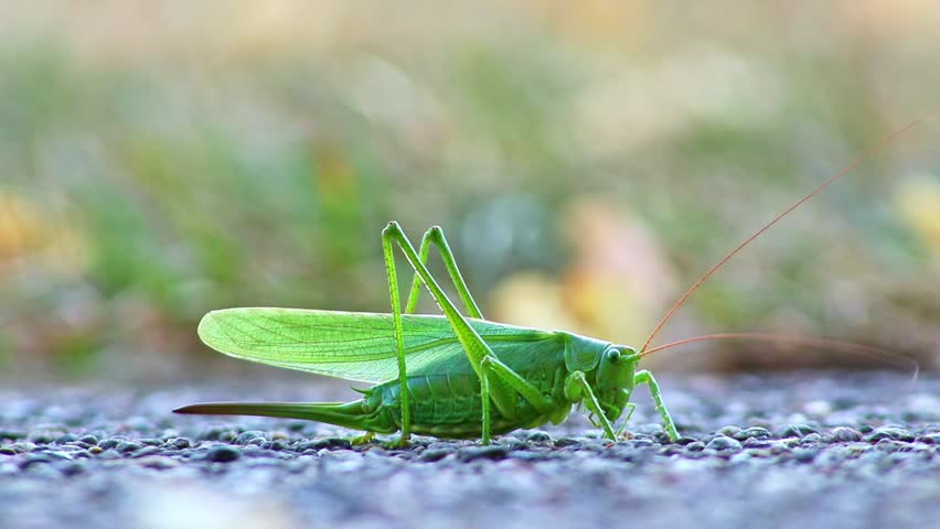 Big green grasshopper or large green hay horse laying eggs with abdominal sting into ground for reproduction of pest insects repellant or edible insects as sustainable food proteins.Flying grasshopper
