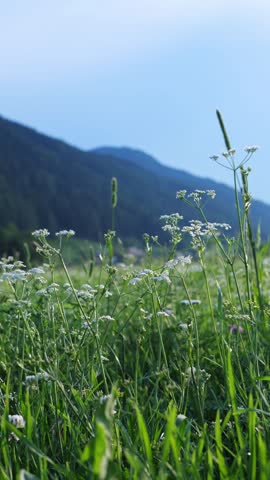 White wildflowers and grass sway in a green alpine meadow below forested mountains on a calm summer morning, tranquil nature background with copy space