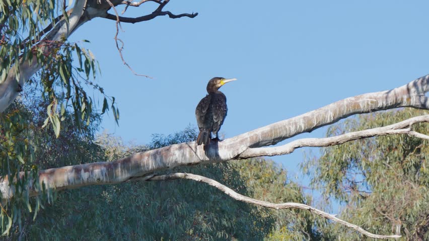 Great Cormorant bird on a tree branch