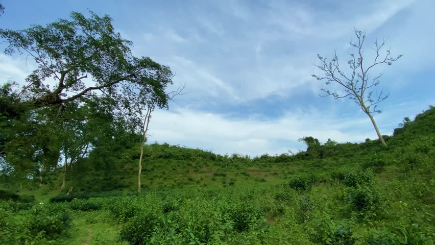 Lush tea garden leading to ancient banyan tree on green hillock, Khadimnagar national park, Sylhet, Bangladesh.