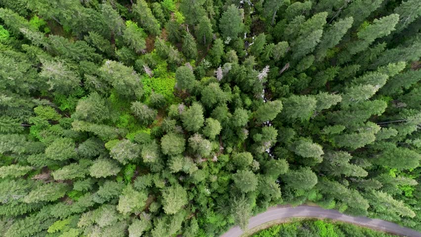 Cinematic nadir drone shot tracks over a mossy forest creek, then tilts up to reveal towering Watson Falls amid lush alpine woodland in Douglas County, Oregon.