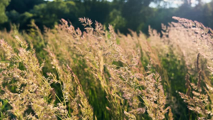 Golden reed grass stems sway gently on a meadow under warm evening sunlight. Wild pampas plumes dance in the soft summer wind during a golden hour sunset. Beautiful feather top fields glow under a bright sky in the countryside. Natural scenic background features abstract dried wildgrass silhouettes in a rural environment.